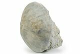 Jurassic Sea Urchin (Clypeus) Fossil - England #353865-1